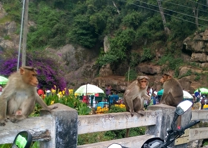 Monkeys in Sillver Falls
