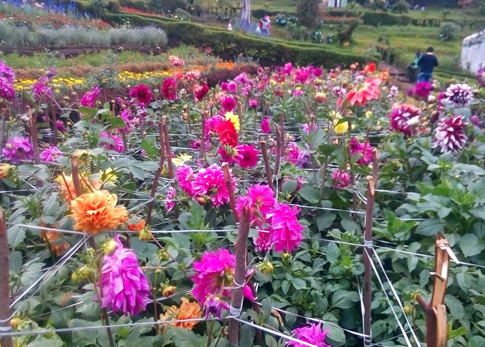Colorful Flowers in Chettiar Park