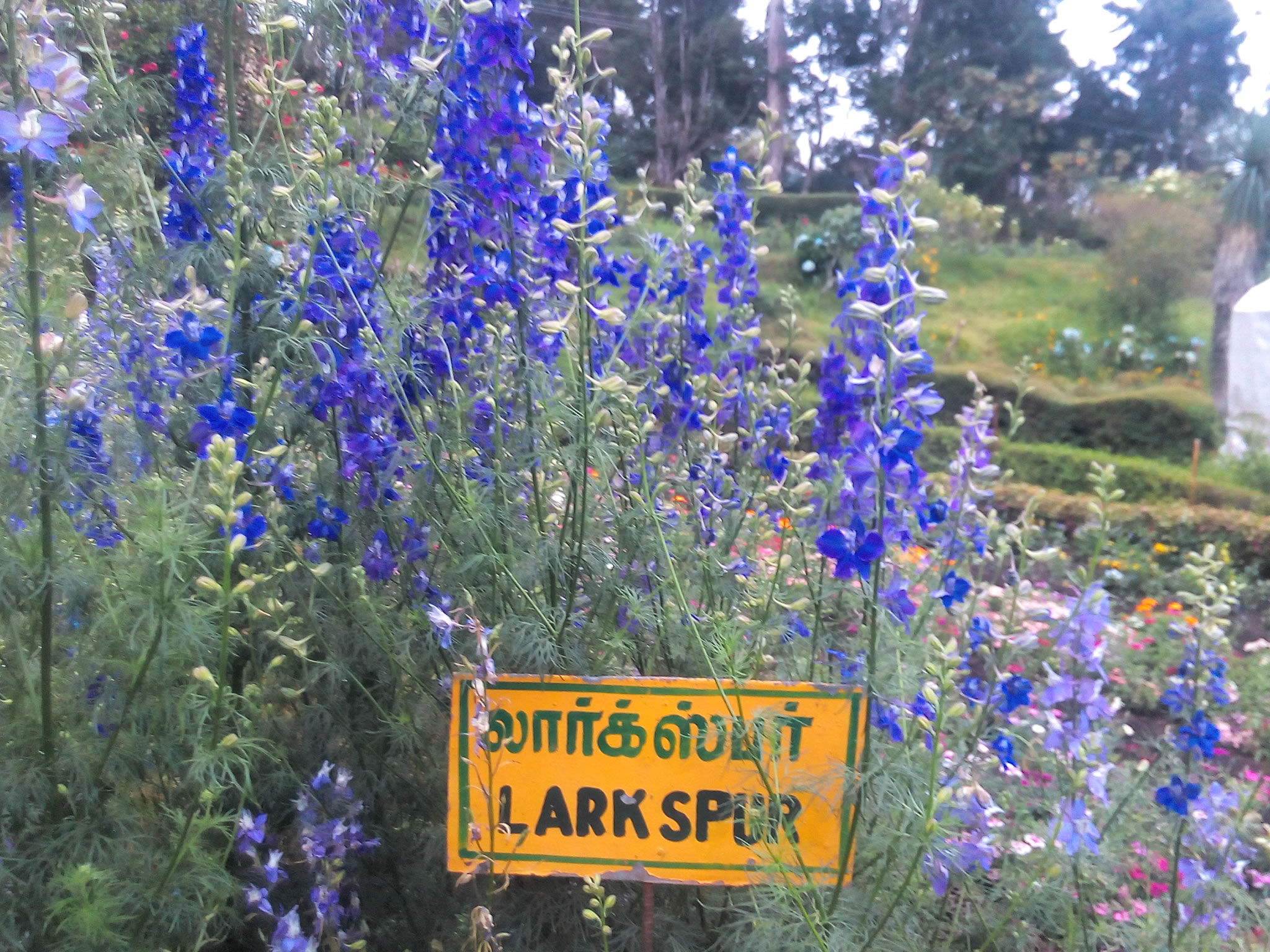 lark spur