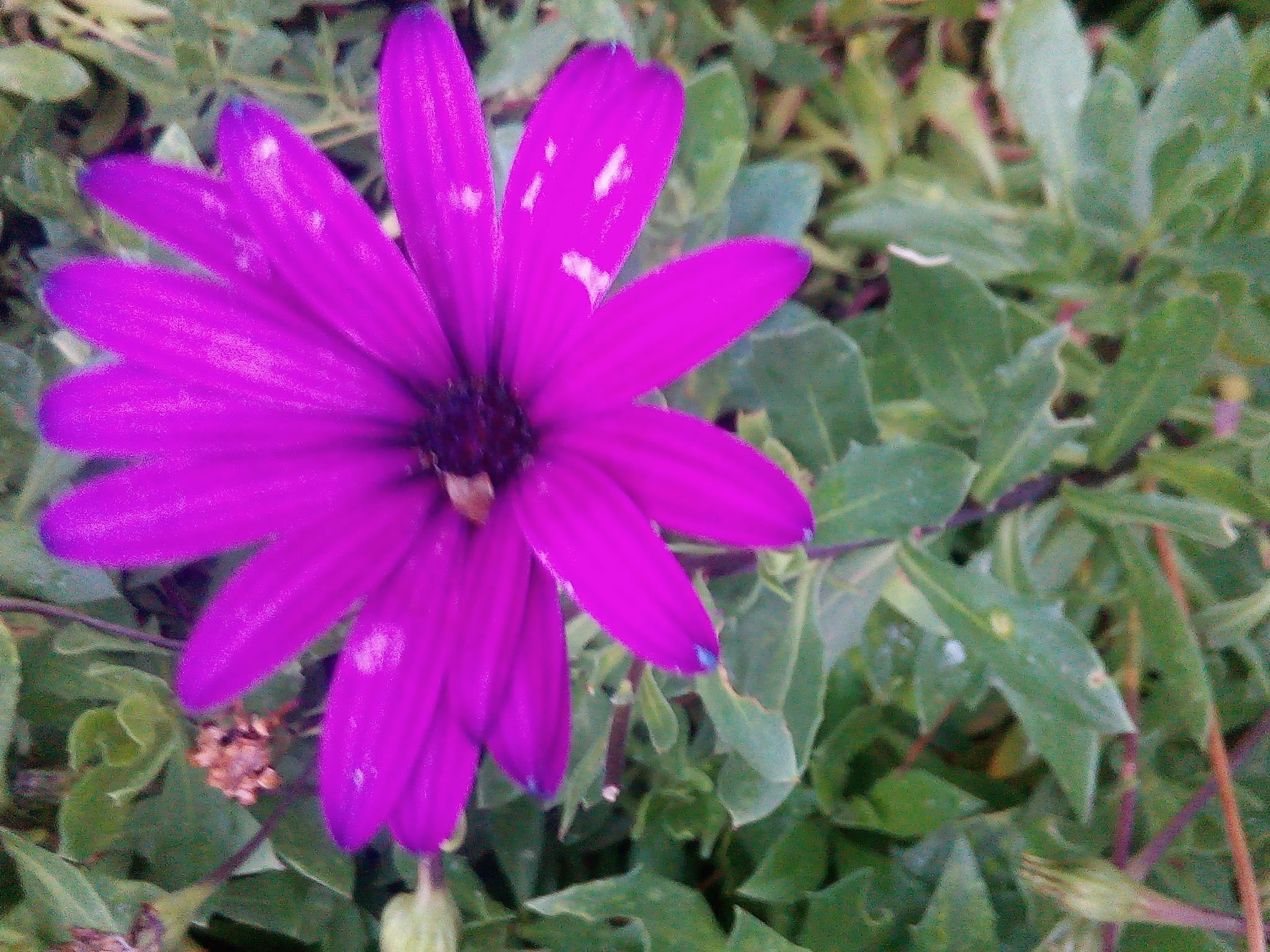 Colorful Flowers